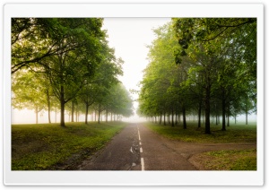 Green Trees, Mist, Road Ultra HD Wallpaper for 4K UHD Widescreen desktop, tablet & smartphone