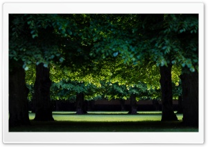 Green Trees, Nature Photography Ultra HD Wallpaper for 4K UHD Widescreen desktop, tablet & smartphone