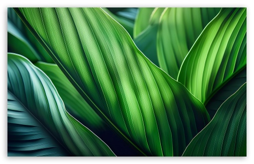 Green Tropical Jungle Leaves UltraHD Wallpaper for UHD 16:9 2160p 1440p 1080p 900p 720p ; 8K UHD TV 16:9 Ultra High Definition 2160p 1440p 1080p 900p 720p ; UltraWide 21:9 24:10 ; Widescreen 16:10 5:3 WHXGA WQXGA WUXGA WXGA WGA ; Fullscreen 4:3 5:4 3:2 UXGA XGA SVGA QSXGA SXGA DVGA HVGA HQVGA ( Apple PowerBook G4 iPhone 4 3G 3GS iPod Touch ) ; Tablet 1:1 ; Mobile 9:16 2:3 3:5 3:4 - ;