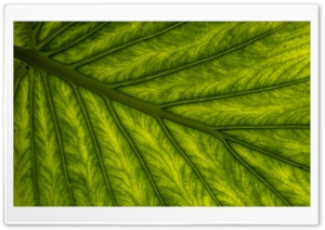 Green Tropical Leaf Ultra HD Wallpaper for 4K UHD Widescreen desktop, tablet & smartphone