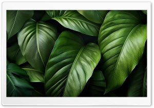 Green Tropical Leaves Illustration Ultra HD Wallpaper for 4K UHD Widescreen Desktop, Lockscreen, Screensaver, TV, Tablet, Smartphone