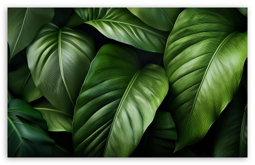 Green Tropical Leaves Illustration UltraHD Wallpaper for UHD 16:9 2160p 1440p 1080p 900p 720p ; 8K UHD TV 16:9 Ultra High Definition 2160p 1440p 1080p 900p 720p ; UltraWide 21:9 24:10 ; Widescreen 16:10 5:3 WHXGA WQXGA WUXGA WXGA WGA ; Fullscreen 4:3 5:4 3:2 UXGA XGA SVGA QSXGA SXGA DVGA HVGA HQVGA ( Apple PowerBook G4 iPhone 4 3G 3GS iPod Touch ) ; Tablet 1:1 ;