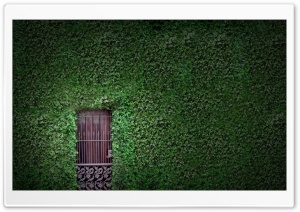 Green Wall Ultra HD Wallpaper for 4K UHD Widescreen desktop, tablet & smartphone