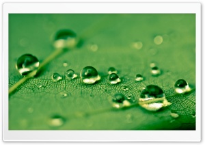 Green Waterdrops Ultra HD Wallpaper for 4K UHD Widescreen desktop, tablet & smartphone
