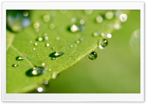 Green Wet Leaf, Macro Ultra HD Wallpaper for 4K UHD Widescreen desktop, tablet & smartphone