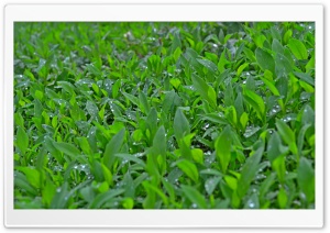 Green Wet Leaves Ultra HD Wallpaper for 4K UHD Widescreen desktop, tablet & smartphone