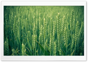 Green Wheat Ultra HD Wallpaper for 4K UHD Widescreen desktop, tablet & smartphone