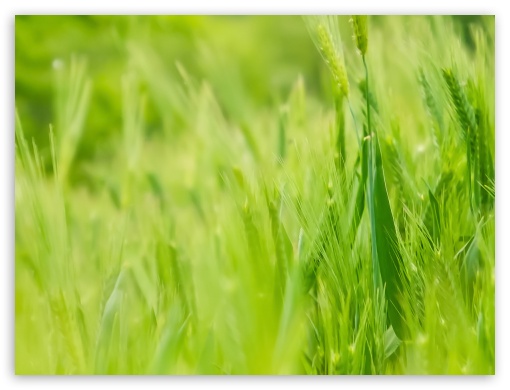 Green Wheat UltraHD Wallpaper for Fullscreen 4:3 UXGA XGA SVGA ; Mobile 3:5 3:4 - ;