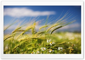Green Wheat Crop Ultra HD Wallpaper for 4K UHD Widescreen desktop, tablet & smartphone