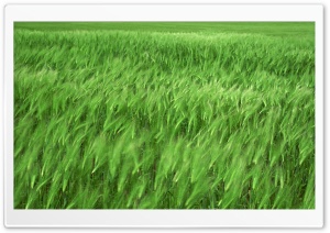 Green Wheat Field 1 Ultra HD Wallpaper for 4K UHD Widescreen desktop, tablet & smartphone