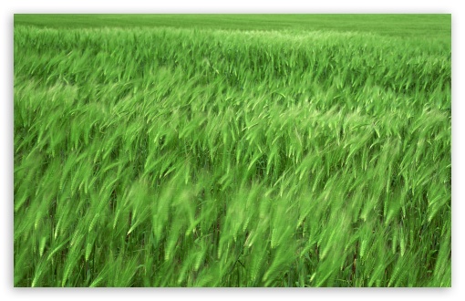 Green Wheat Field 1 UltraHD Wallpaper for Wide 16:10 5:3 Widescreen WHXGA WQXGA WUXGA WXGA WGA ; 8K UHD TV 16:9 Ultra High Definition 2160p 1440p 1080p 900p 720p ; Standard 4:3 5:4 3:2 Fullscreen UXGA XGA SVGA QSXGA SXGA DVGA HVGA HQVGA ( Apple PowerBook G4 iPhone 4 3G 3GS iPod Touch ) ; Tablet 1:1 ; iPad 1/2/Mini ; Mobile 4:3 5:3 3:2 16:9 5:4 - UXGA XGA SVGA WGA DVGA HVGA HQVGA ( Apple PowerBook G4 iPhone 4 3G 3GS iPod Touch ) 2160p 1440p 1080p 900p 720p QSXGA SXGA ; Dual 16:10 5:3 16:9 4:3 5:4 WHXGA WQXGA WUXGA WXGA WGA 2160p 1440p 1080p 900p 720p UXGA XGA SVGA QSXGA SXGA ;