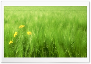 Green Wheat Field 2 Ultra HD Wallpaper for 4K UHD Widescreen desktop, tablet & smartphone