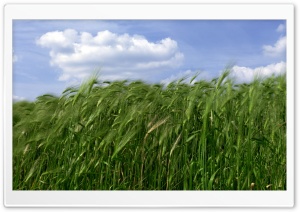 Green Wheat Field 3 Ultra HD Wallpaper for 4K UHD Widescreen desktop, tablet & smartphone