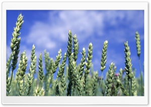 Green Wheat Field 4 Ultra HD Wallpaper for 4K UHD Widescreen desktop, tablet & smartphone