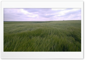 Green Wheat Field Ultra HD Wallpaper for 4K UHD Widescreen Desktop, Lockscreen, Screensaver, TV, Tablet, Smartphone