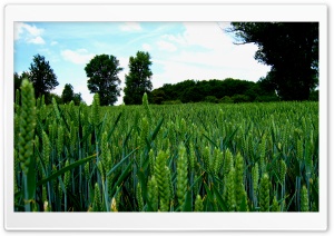 Green Wheat Field Landscape Ultra HD Wallpaper for 4K UHD Widescreen desktop, tablet & smartphone