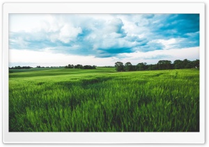 Green Wheat Field, Rain Clouds, Sky Ultra HD Wallpaper for 4K UHD Widescreen desktop, tablet & smartphone