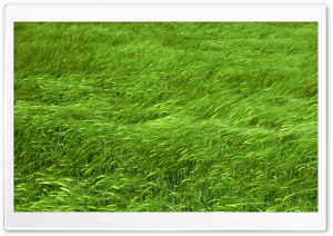 Green Wheat Field Spring Ultra HD Wallpaper for 4K UHD Widescreen desktop, tablet & smartphone