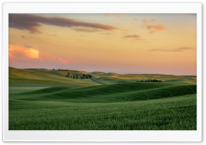 Green Wheat Fields near Palouse, Hills, Washington Ultra HD Wallpaper for 4K UHD Widescreen desktop, tablet & smartphone