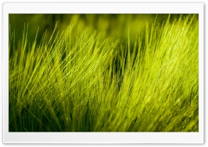 Green Wheat Plant Ultra HD Wallpaper for 4K UHD Widescreen desktop, tablet & smartphone