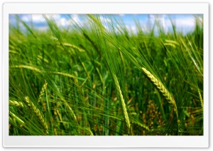 Green Wheat Spikes Ultra HD Wallpaper for 4K UHD Widescreen desktop, tablet & smartphone