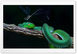 Green White-lipped Pit Viper Snake Tree Ultra HD Wallpaper for 4K UHD Widescreen desktop, tablet & smartphone