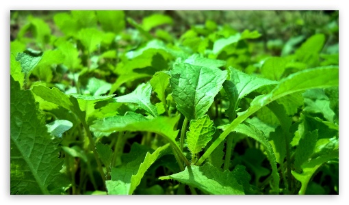 Green Young Vege. UltraHD Wallpaper for HD 16:9 ;