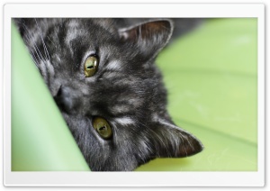 Grey Cat Eyes 4K UHD Wallpaper for Widescreen and UltraWide Desktop, UltraHD TV, Smartphone, Tablet