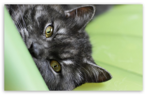 Grey Cat Eyes UltraHD Wallpaper for HD 16:9 ; Widescreen 16:10 5:3 ; Fullscreen 4:3 5:4 3:2 ;