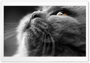 Grey Cat Face Ultra HD Wallpaper for 4K UHD Widescreen desktop, tablet & smartphone