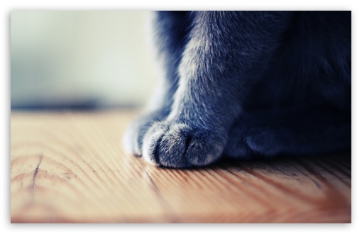 Grey Paws UltraHD Wallpaper for UHD 16:9 ; HD 16:9 ; Widescreen 16:10 5:3 ; Fullscreen 4:3 5:4 3:2 ; Tablet 1:1 ; Mobile 3:5 3:4 ;