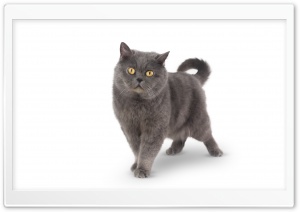 Grey Shorthair Cat Ultra HD Wallpaper for 4K UHD Widescreen desktop, tablet & smartphone