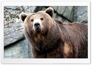 Grizzly Bear 1 Ultra HD Wallpaper for 4K UHD Widescreen desktop, tablet & smartphone