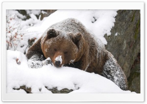 Grizzly Bear In The Snow Ultra HD Wallpaper for 4K UHD Widescreen desktop, tablet & smartphone