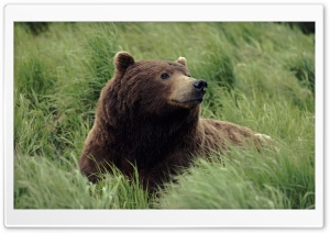 Grizzly Bear Near Mcneil River Alaska Ultra HD Wallpaper for 4K UHD Widescreen desktop, tablet & smartphone