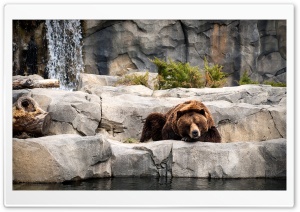 Grizzly Bear, Zoo Ultra HD Wallpaper for 4K UHD Widescreen desktop, tablet & smartphone