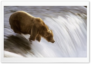 Grizzly Fishing In The Brooks River Katmai National Park Alaska Ultra HD Wallpaper for 4K UHD Widescreen desktop, tablet & smartphone
