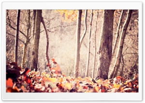 Ground Leafage, Autumn Ultra HD Wallpaper for 4K UHD Widescreen desktop, tablet & smartphone