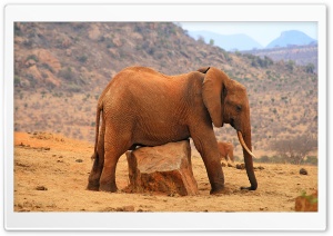 Grounded Elephant Ultra HD Wallpaper for 4K UHD Widescreen desktop, tablet & smartphone