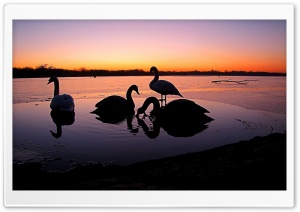 Group Of Swans Ultra HD Wallpaper for 4K UHD Widescreen desktop, tablet & smartphone