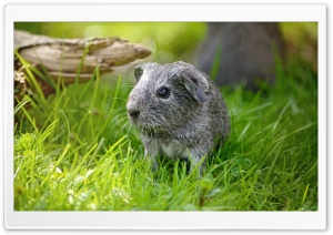Guinea Pig Baby Outdoor Ultra HD Wallpaper for 4K UHD Widescreen desktop, tablet & smartphone