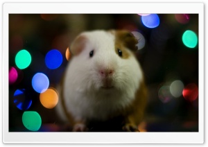 Guinea Pig Christmas Ultra HD Wallpaper for 4K UHD Widescreen desktop, tablet & smartphone