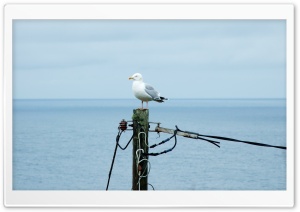 Gull Perched 4K UHD Wallpaper for Widescreen and UltraWide Desktop, UltraHD TV, Smartphone, Tablet