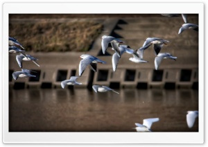Gulls, Japan Ultra HD Wallpaper for 4K UHD Widescreen desktop, tablet & smartphone