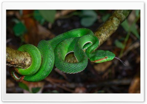 Gumprecht s Green Pit Viper Snake, Thailand Ultra HD Wallpaper for 4K UHD Widescreen desktop, tablet & smartphone