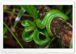 Gumprecht s Green Pit Viper Snake Wildlife Ultra HD Wallpaper for 4K UHD Widescreen desktop, tablet & smartphone