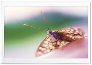 Hackberry Emperor Butterfly Ultra HD Wallpaper for 4K UHD Widescreen desktop, tablet & smartphone