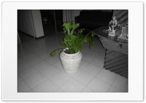 Haiti House 4K UHD Wallpaper for Widescreen and UltraWide Desktop, UltraHD TV, Smartphone, Tablet