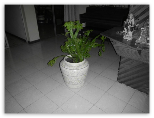 Haiti House UltraHD Wallpaper for Fullscreen 4:3 ;