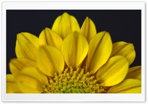 Half Flower Ultra HD Wallpaper for 4K UHD Widescreen desktop, tablet & smartphone